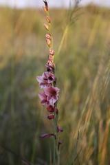 Gladiolus exiguus