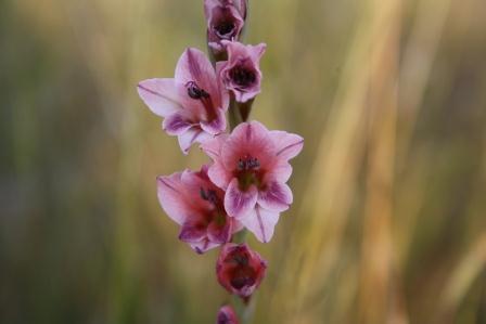 Gladiolus exiguus