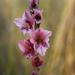 Gladiolus exiguus - Photo (c) Kobie du Preez, alguns direitos reservados (CC BY-NC), uploaded by Kobie du Preez