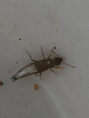 Raphirus