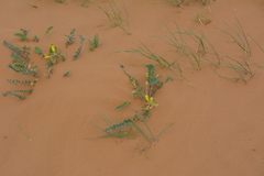 Astragalus longipetalus
