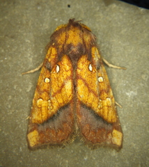 Papaipema leucostigma