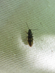 Liotrichus umbripennis