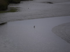 Aechmophorus occidentalis