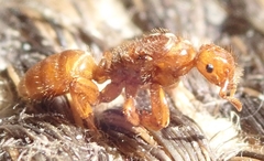 Lasius latipes
