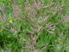 Stevia viscida