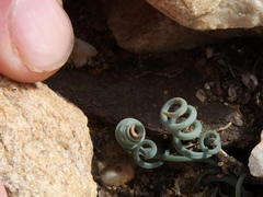 Albuca spiralis