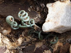 Albuca spiralis