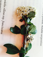 Ceanothus cuneatus cuneatus