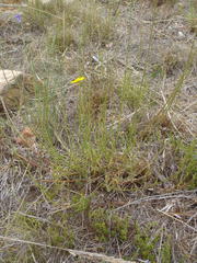 Osteospermum bolusii