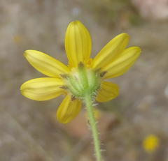 Osteospermum bolusii