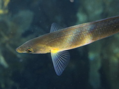 Halichoeres californicus