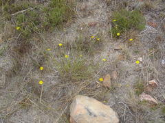 Osteospermum bolusii