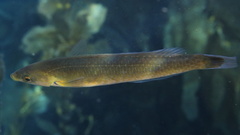 Halichoeres californicus