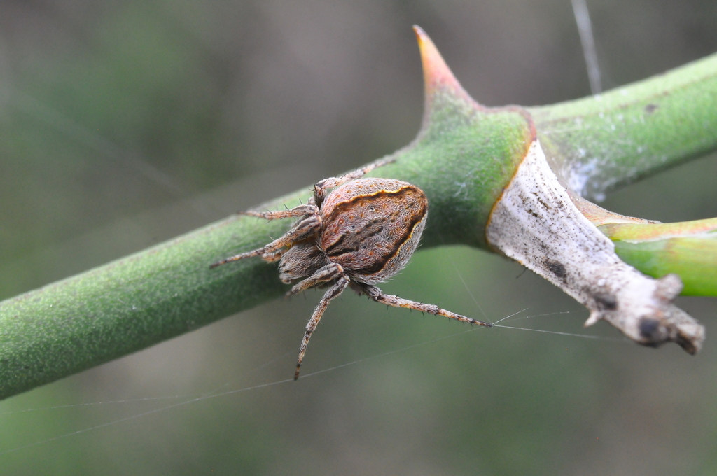 Eustala minuscula