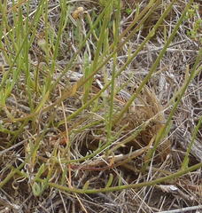Osteospermum bolusii