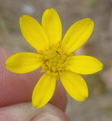 Osteospermum bolusii