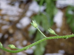 Myosotis welwitschii
