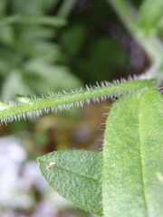 Myosotis welwitschii