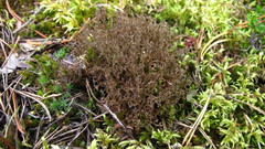 Cetraria ericetorum