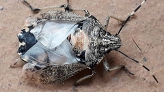 Rhaphigaster nebulosa