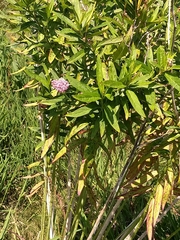 Asclepias incarnata