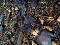 Cudonia circinans