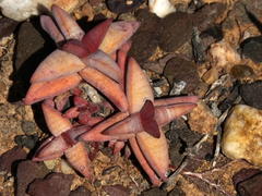 Crassula congesta