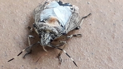Rhaphigaster nebulosa