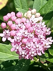 Asclepias incarnata
