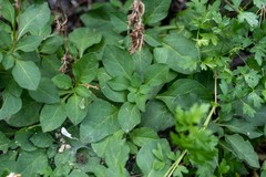 Physochlaina physaloides