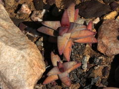Crassula congesta