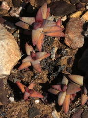 Crassula congesta