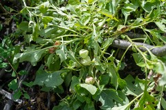 Physochlaina physaloides