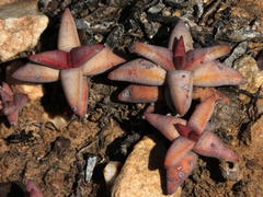 Crassula congesta