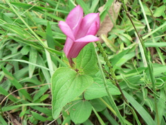 Spigelia scabrella