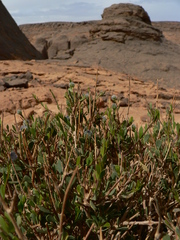 Globularia arabica image