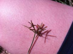 Cyperus nitidus