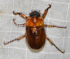 Cyclocephala borealis