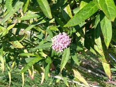Asclepias incarnata