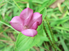 Spigelia scabrella