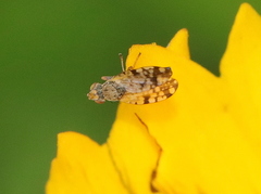 Dioxyna picciola