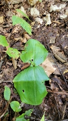 Platanthera orbiculata