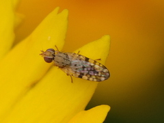 Dioxyna picciola