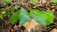 Platanthera orbiculata