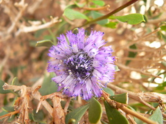 Image of Globularia arabica