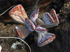 Adromischus triflorus