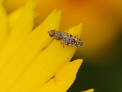 Dioxyna picciola