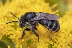 Melissodes illatus