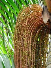 Oenocarpus